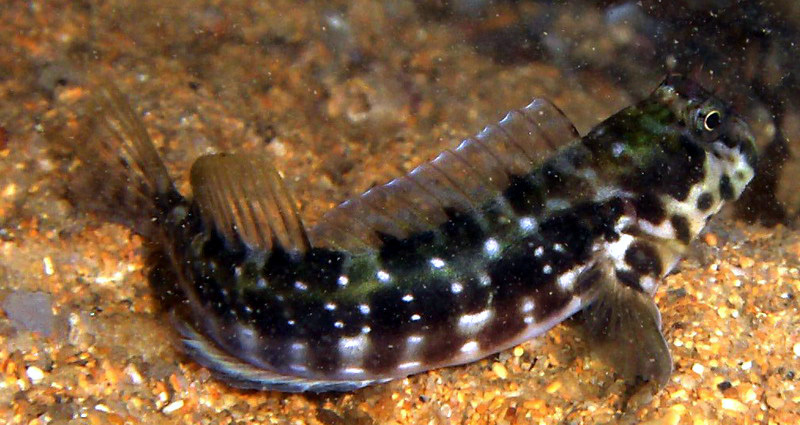 Rockpool Blenny