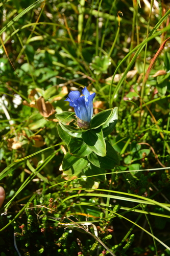 Image of Gentiana platypetala by no rights reserved