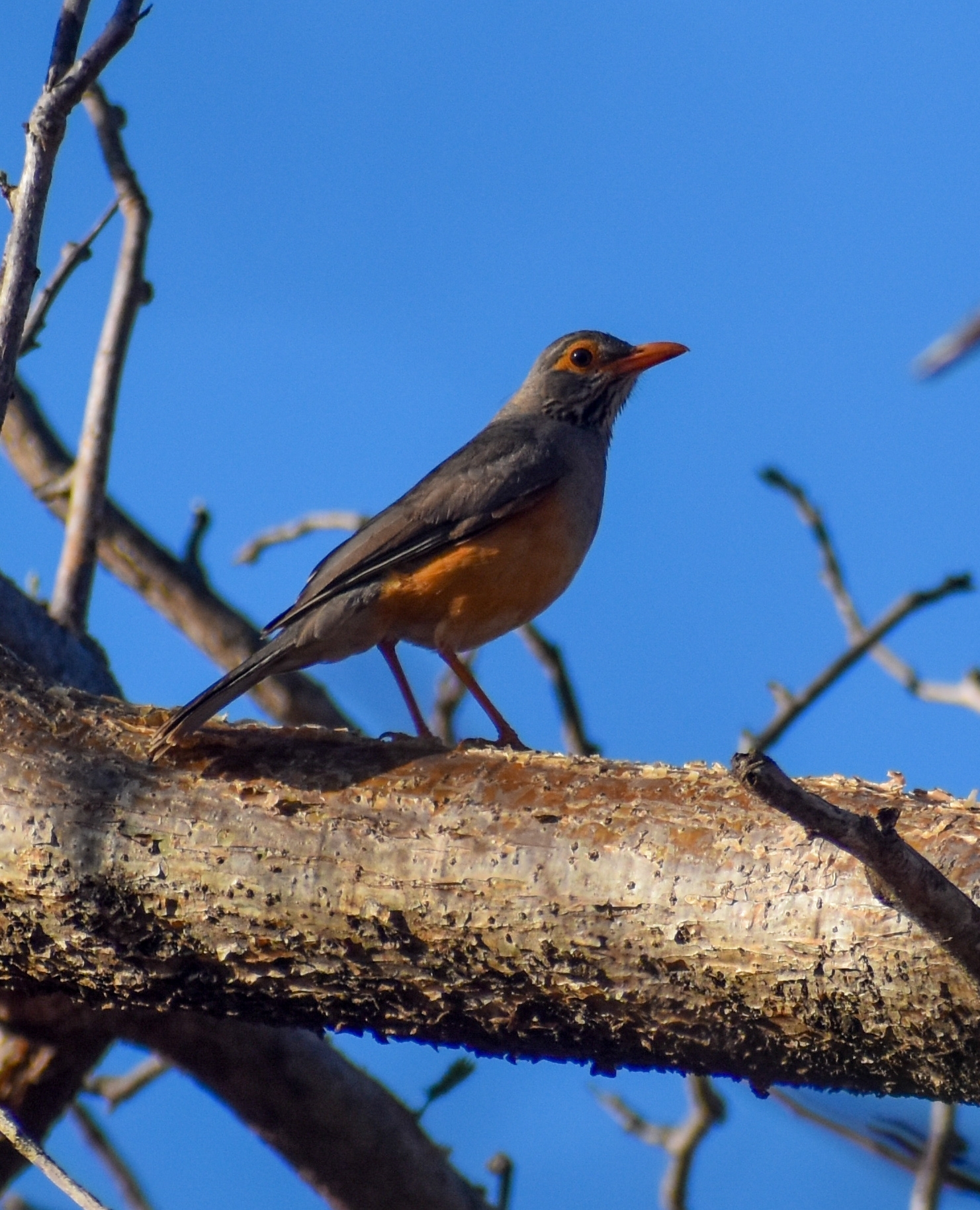 Bare-eyed Thrush (Turdus tephronotus), photo 4