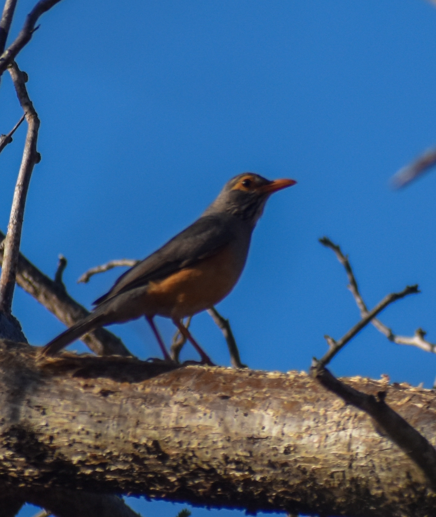 Bare-eyed Thrush (Turdus tephronotus), photo 5