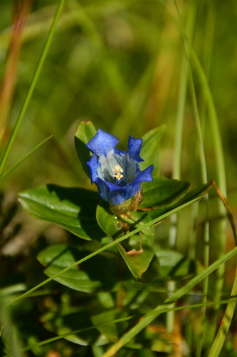 Image of Gentiana platypetala by no rights reserved