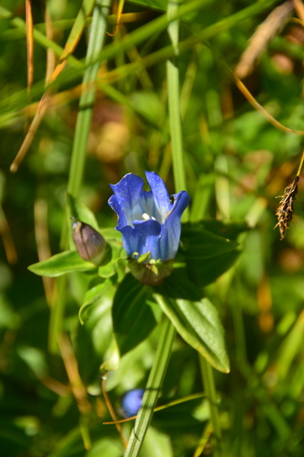 Image of Gentiana platypetala by no rights reserved