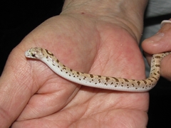 Phyllorhynchus decurtatus