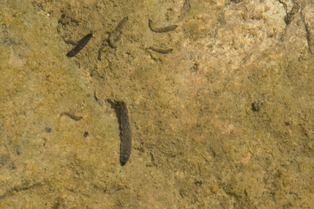 Winged and Once-winged Insects in July 2024 by Stephen Ramirez ...
