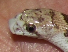 Phyllorhynchus decurtatus