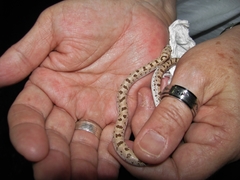 Phyllorhynchus decurtatus