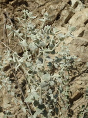 Brickellia nevinii