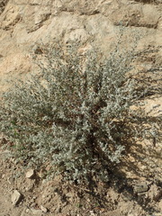 Brickellia nevinii
