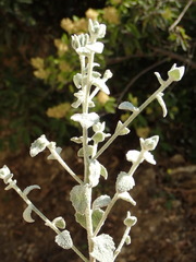 Brickellia nevinii