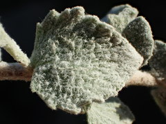 Brickellia nevinii