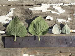 Brickellia nevinii