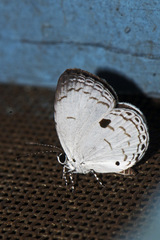 Neopithecops zalmora