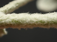 Brickellia nevinii
