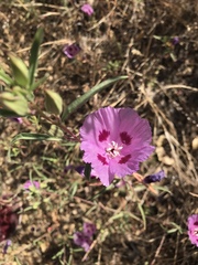 Clarkia williamsonii
