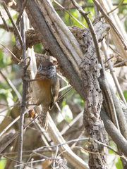 Pheugopedius rutilus