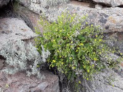 Ivesia baileyi setosa