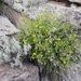 Ivesia baileyi setosa - Photo (c) Stephen Andersen, some rights reserved (CC BY-NC), uploaded by Stephen Andersen