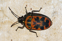 Tetrarthria variegata