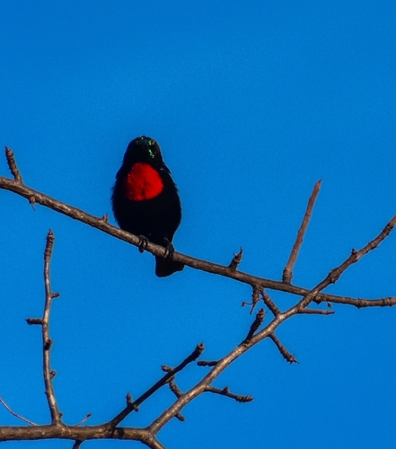 Hunter's Sunbird (Chalcomitra hunteri), photo 7