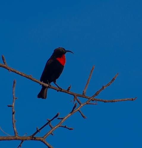Hunter's Sunbird (Chalcomitra hunteri), photo 4