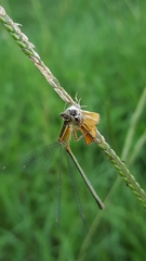 Ischnura hastata