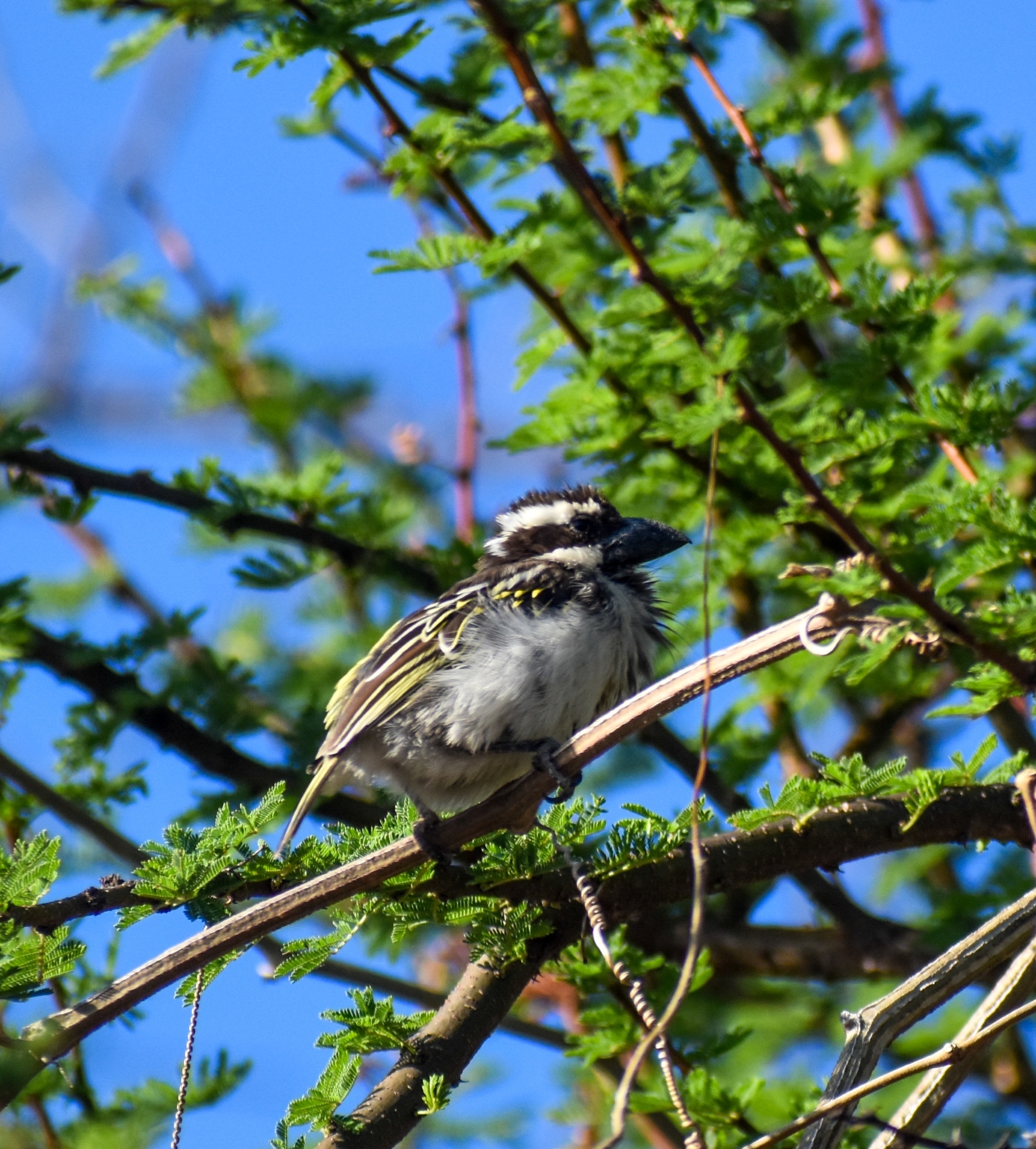 Black-throated Barbet (Tricholaema melanocephala), photo 2