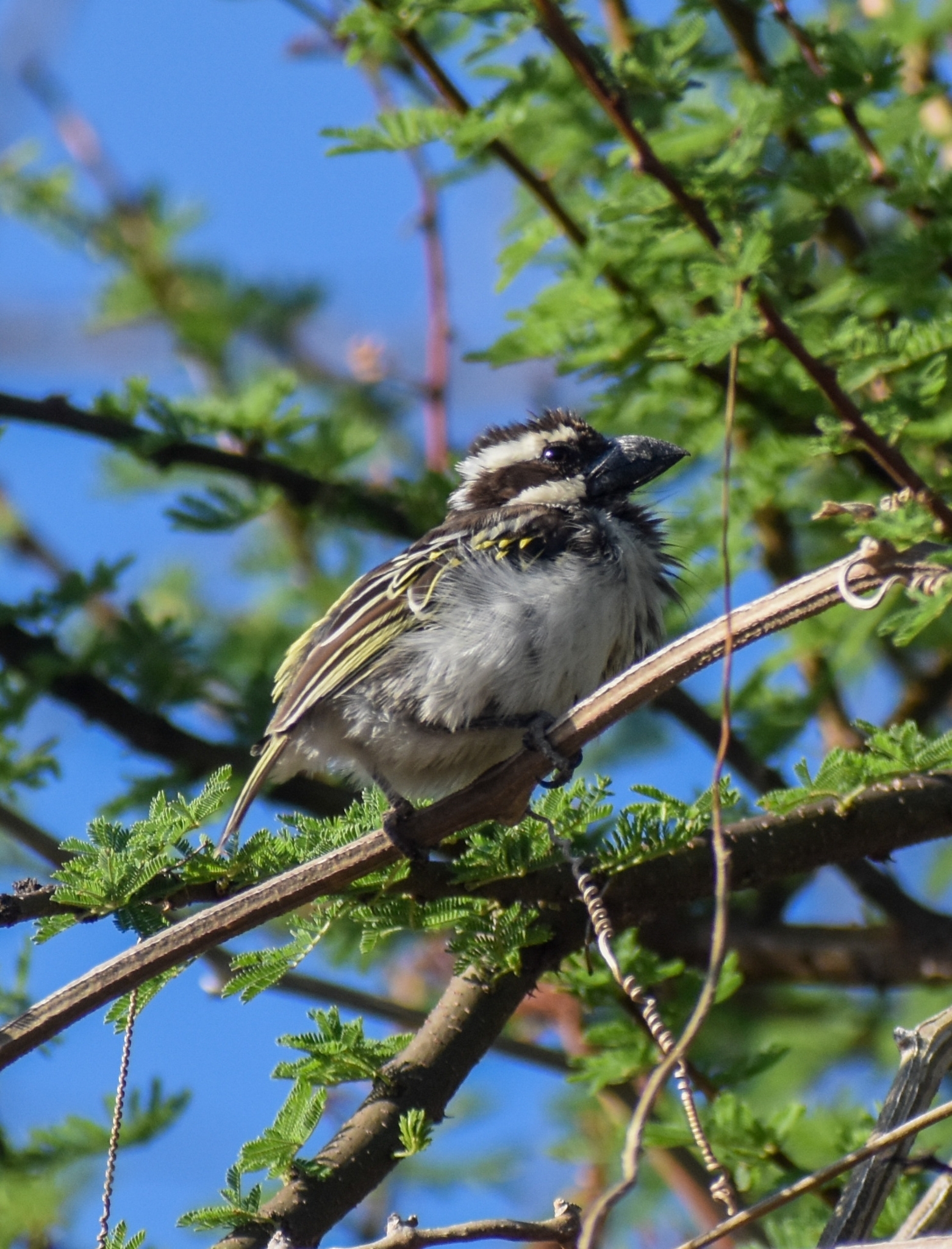 Black-throated Barbet (Tricholaema melanocephala), photo 3
