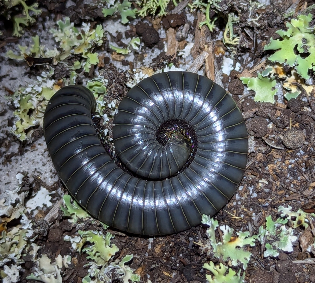 Floridobolus penneri