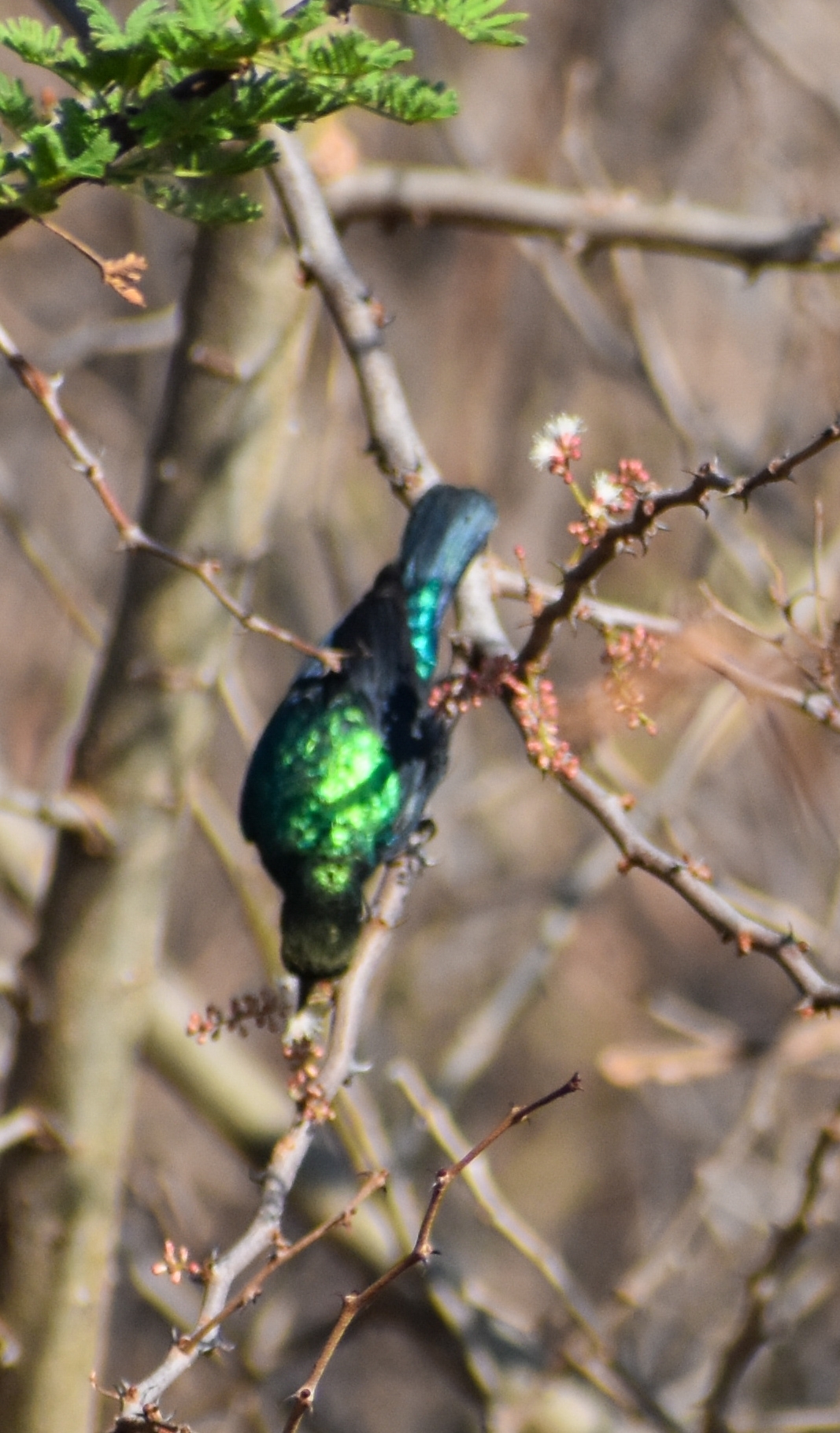 Tsavo Sunbird (Cinnyris tsavoensis), photo 3