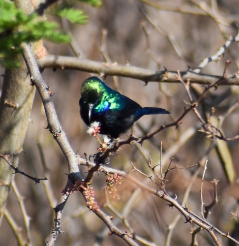Tsavo Sunbird (Cinnyris tsavoensis), photo 3