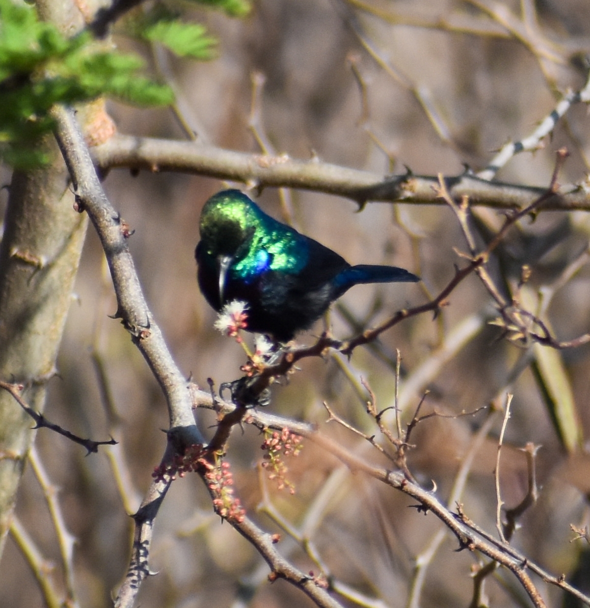 Tsavo Sunbird (Cinnyris tsavoensis), photo 2