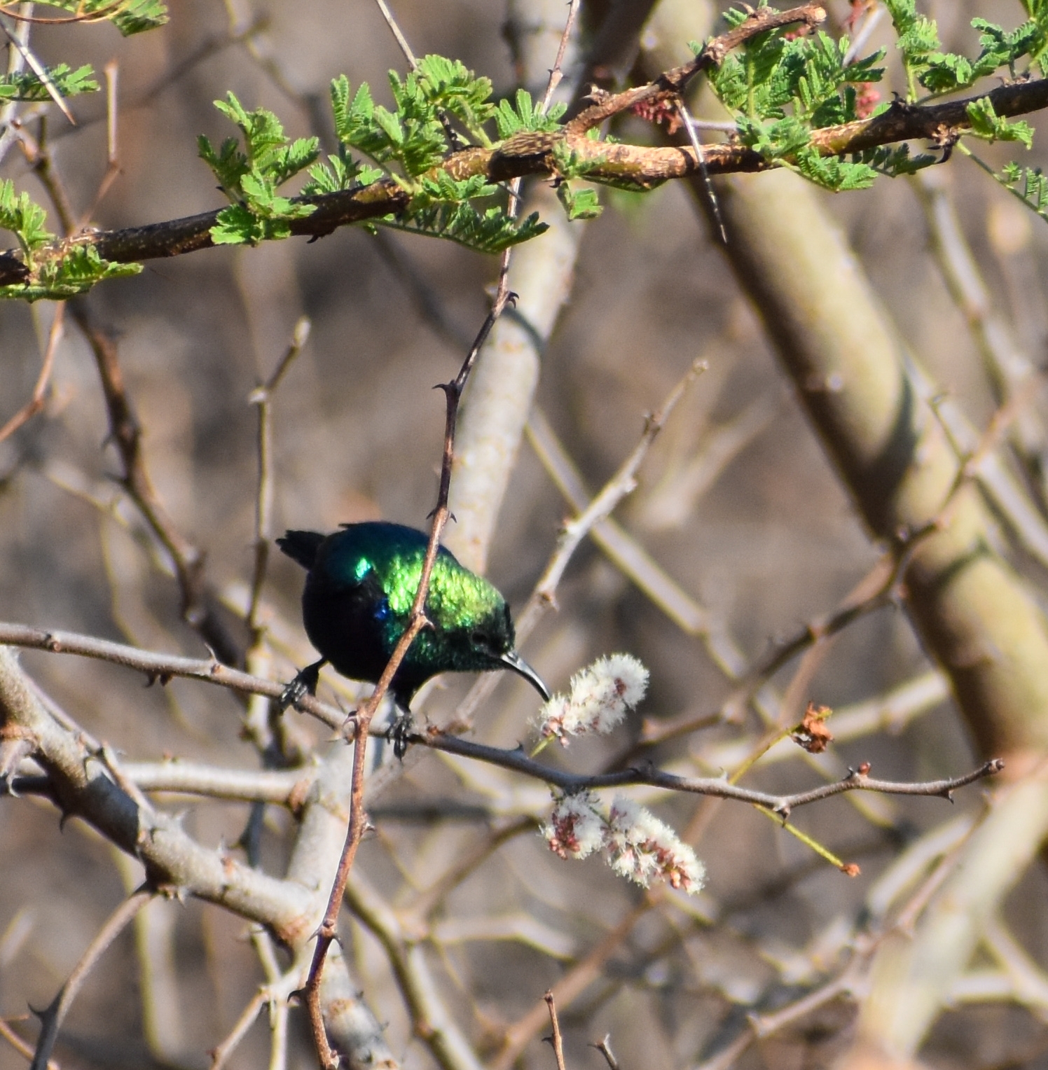 Tsavo Sunbird (Cinnyris tsavoensis), photo 1