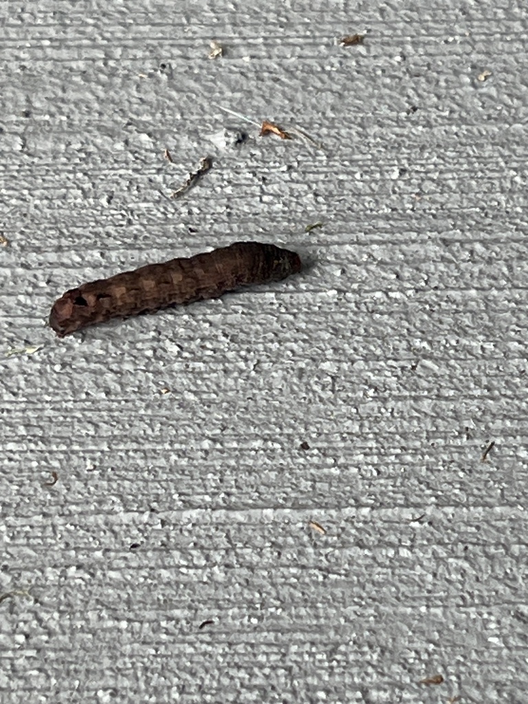 Butterflies and Moths from Flowering Moss Run Wesley Chapel FL US on