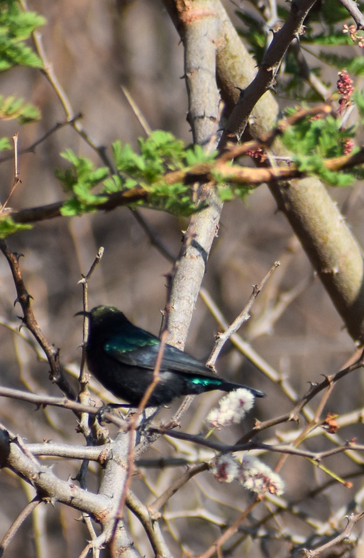 Tsavo Sunbird (Cinnyris tsavoensis), photo 4