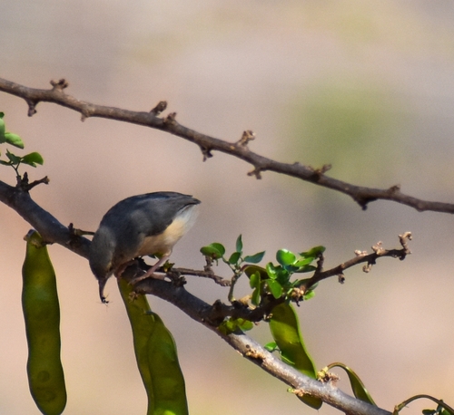 Red-faced Crombec (Sylvietta whytii), photo 8