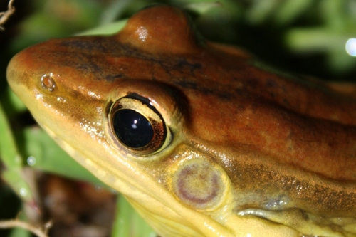 Guenther's Frog, photo 4 of 8