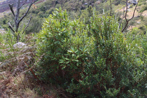 Bastard Lightning Bush (Pseudophyllanthus ovalis)