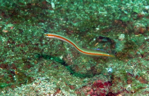 Gunnellichthys viridescens observed 2024-09-12