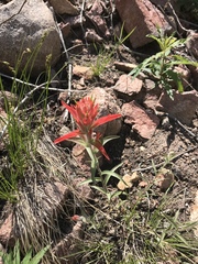 Castilleja integra