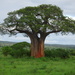 Baobab - Photo (c) blkvulture, algunos derechos reservados (CC BY-NC), uploaded by blkvulture