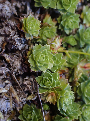 Image of Saxifraga taylorii by no rights reserved