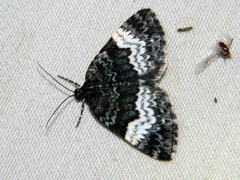 Spargania luctuata
