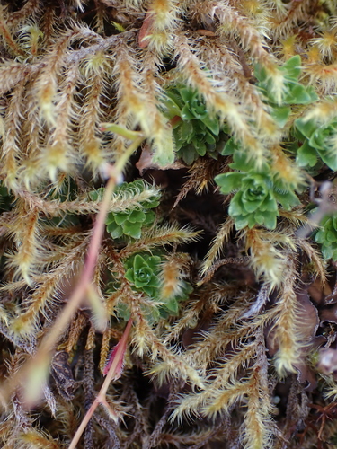 Image of Saxifraga taylorii by no rights reserved