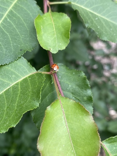 iNaturalist observation photo of Asian Lady Beetle