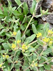 Eriogonum wootonii