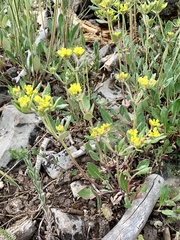 Eriogonum wootonii