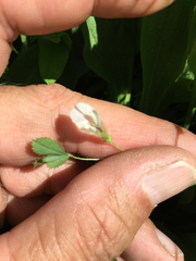 Trifolium monanthum