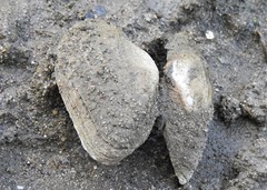 Alasmidonta marginata