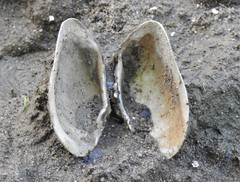 Alasmidonta marginata