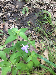 Ruellia pedunculata